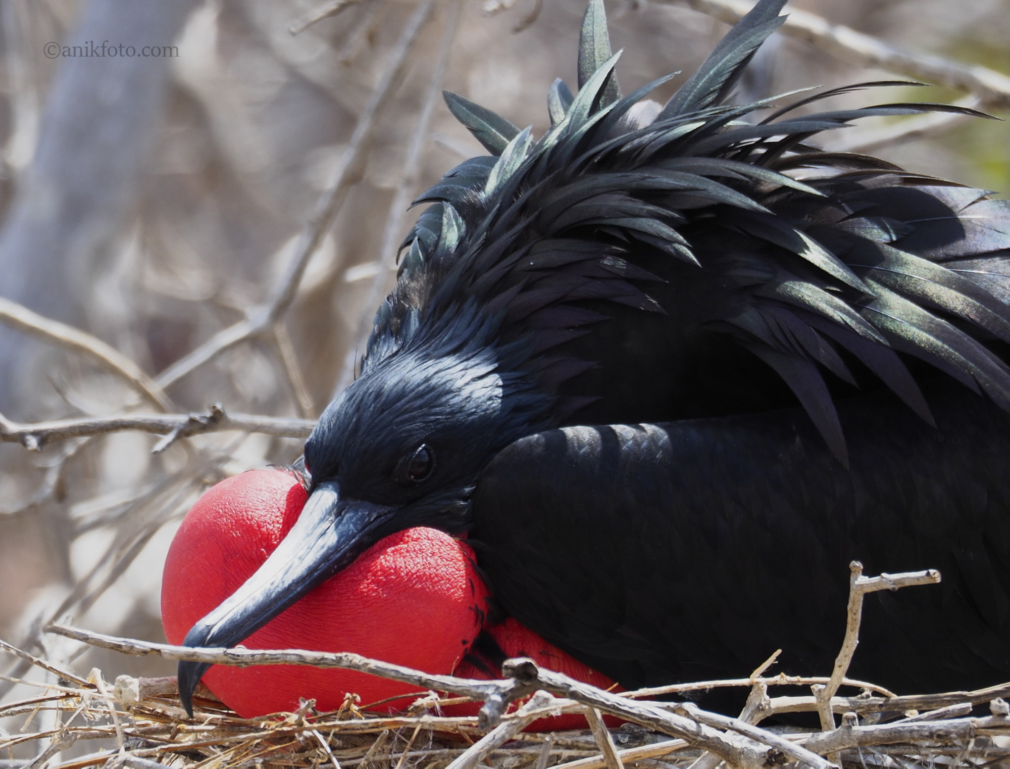 Frégate - Galapagos