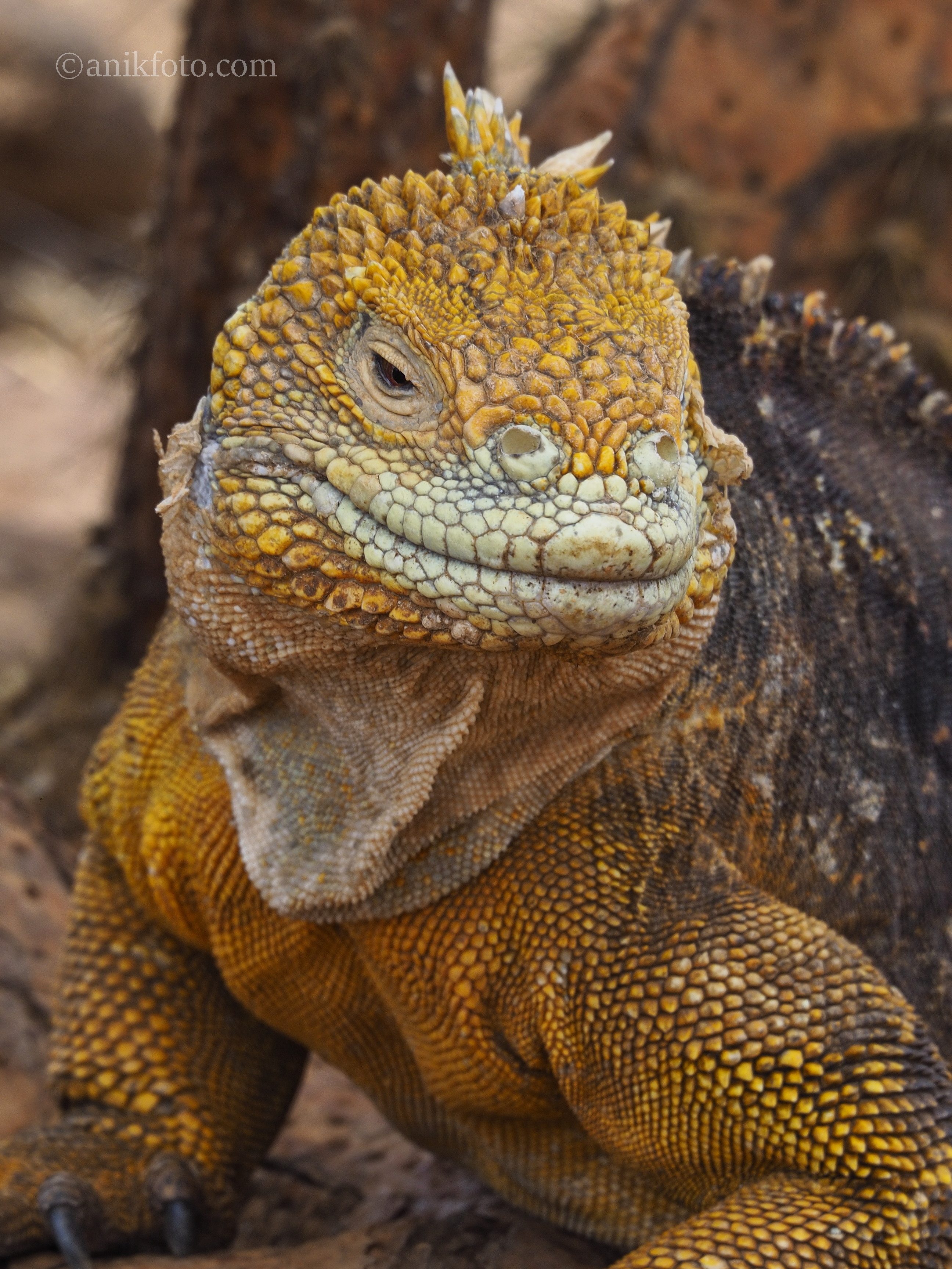 Iguane terrestre - Galapagos