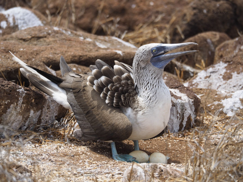 Fou aux pattes bleues - Galapagos