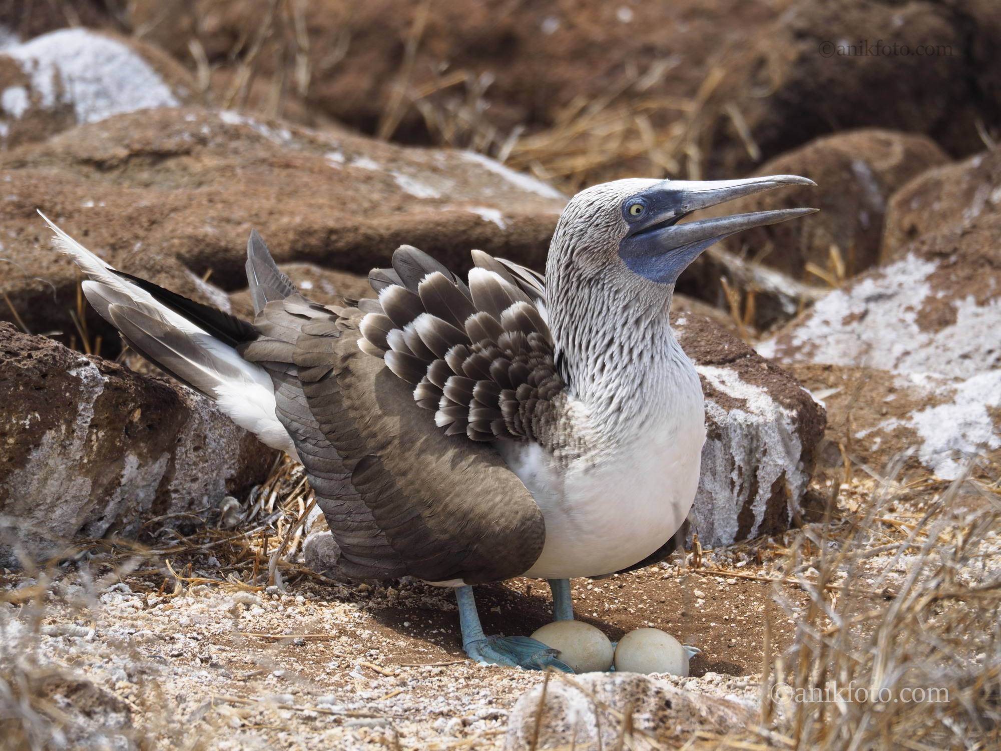 Fou aux pattes bleues - Galapagos