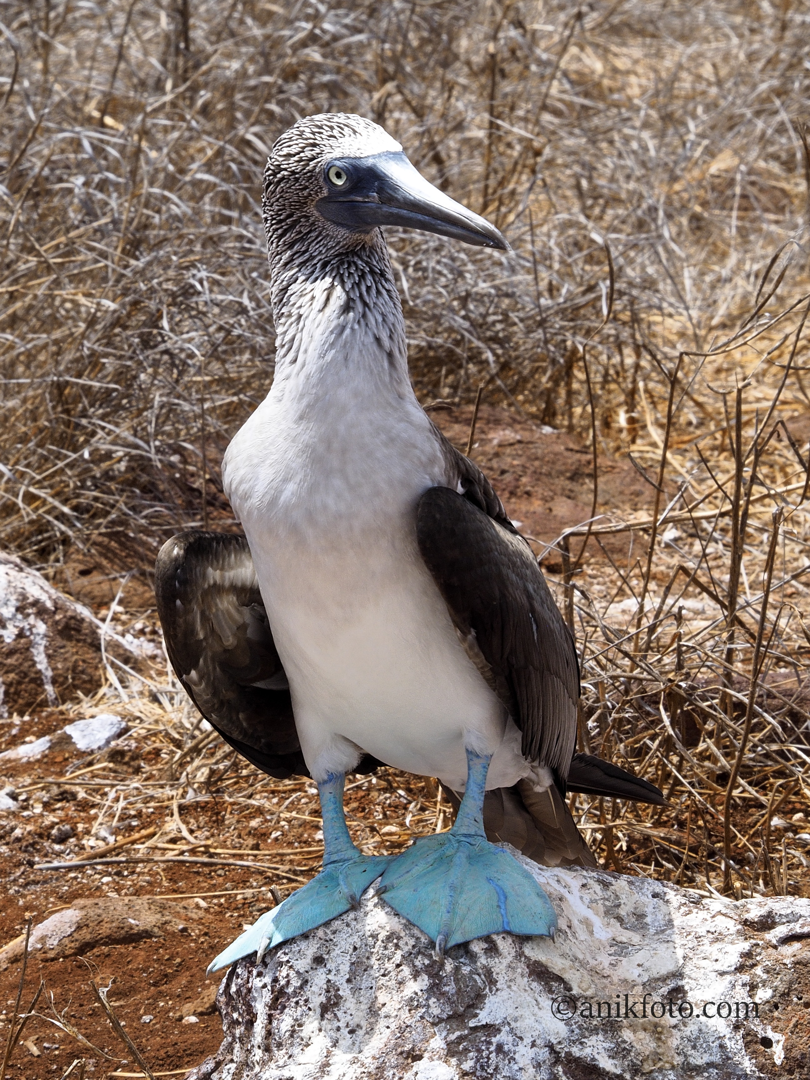 Fou aux pattes bleues - Galapagos