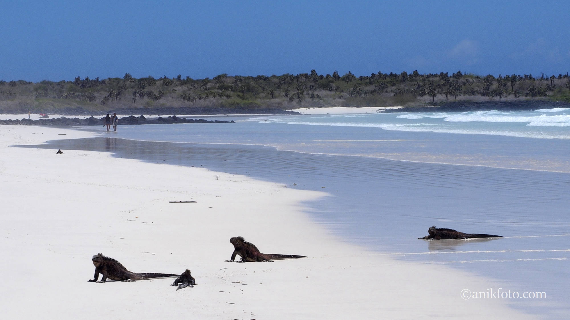 Iguanes marins aux Galapagos