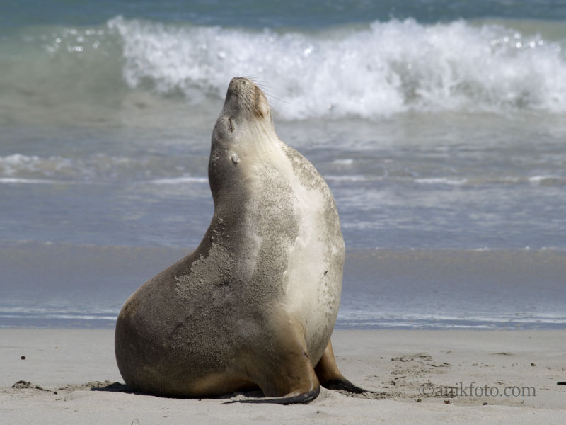 Lion de mer - Australie