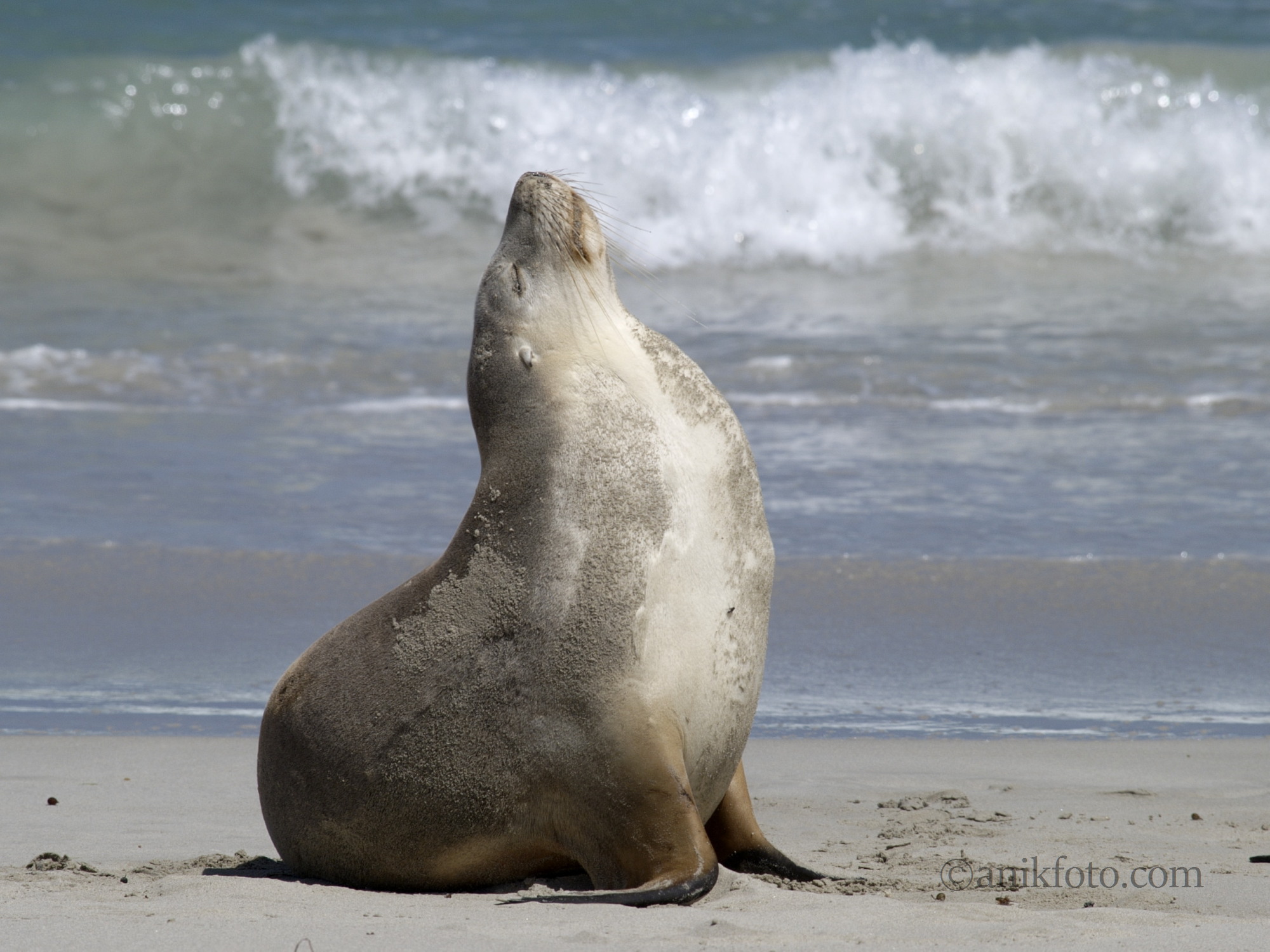 Lion de mer - Australie