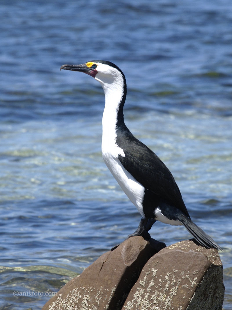 Cormoran - Kangaroo island - Australie