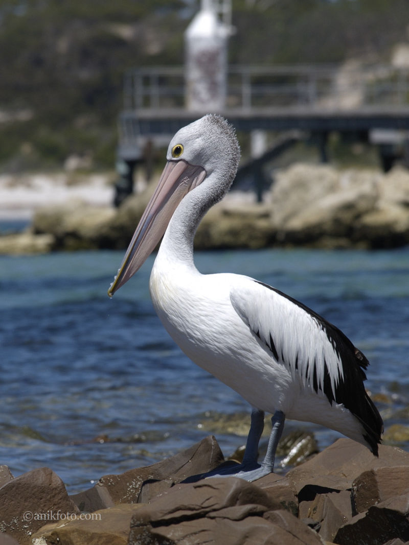 Pélican - Kangaroo island - Australie