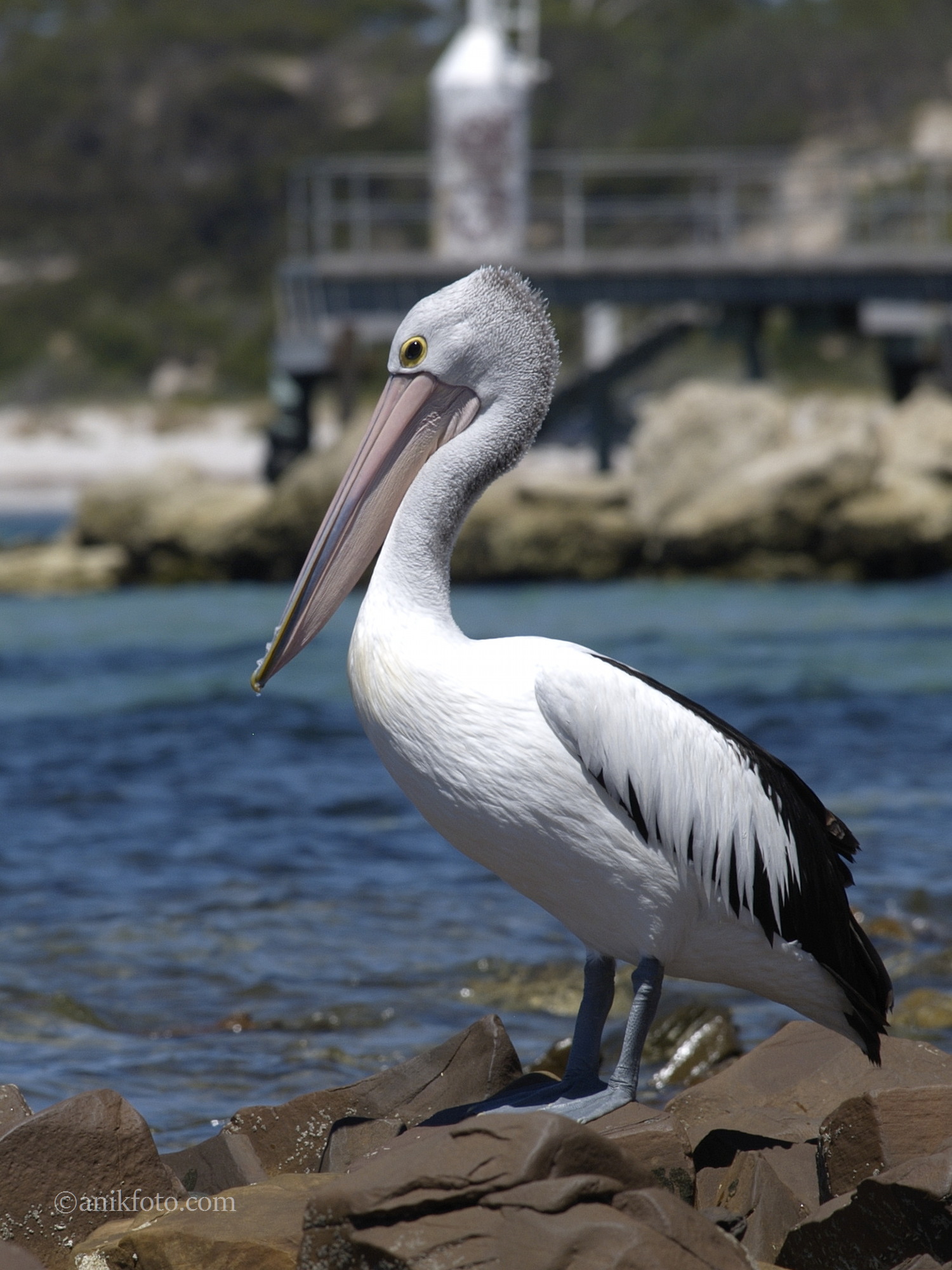 Pélican - Kangaroo island - Australie