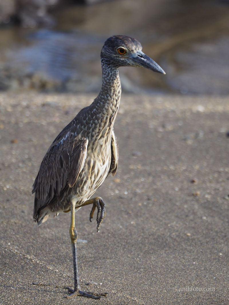 Bihoreau violacé - Colombie