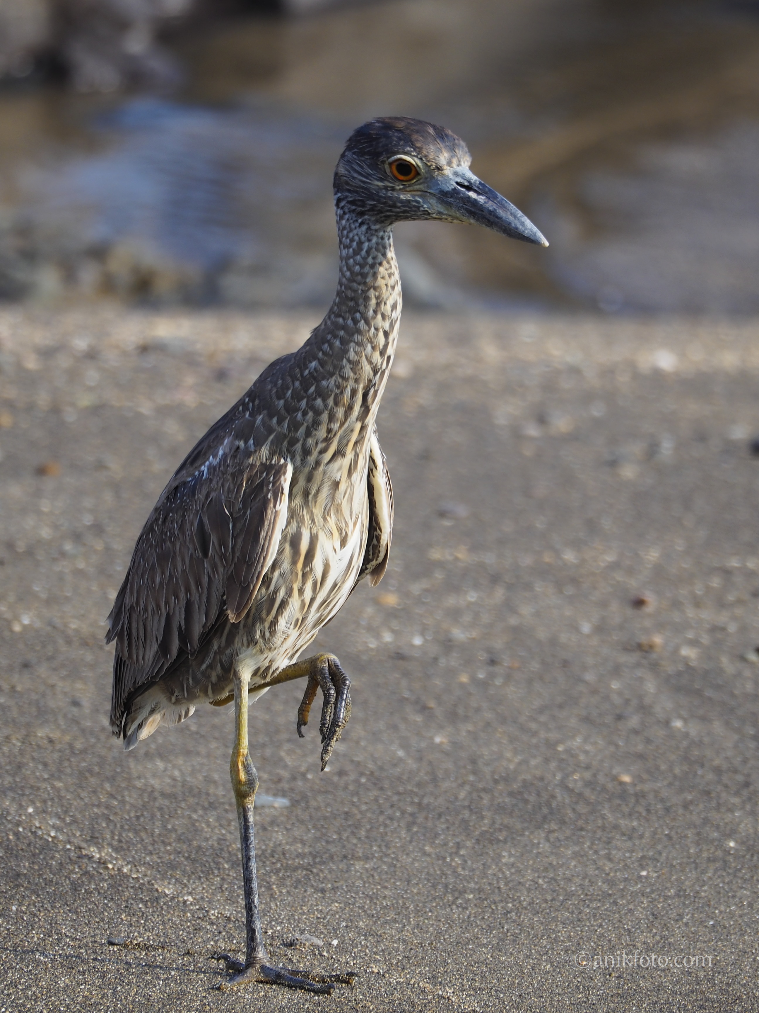 Bihoreau violacé - Colombie