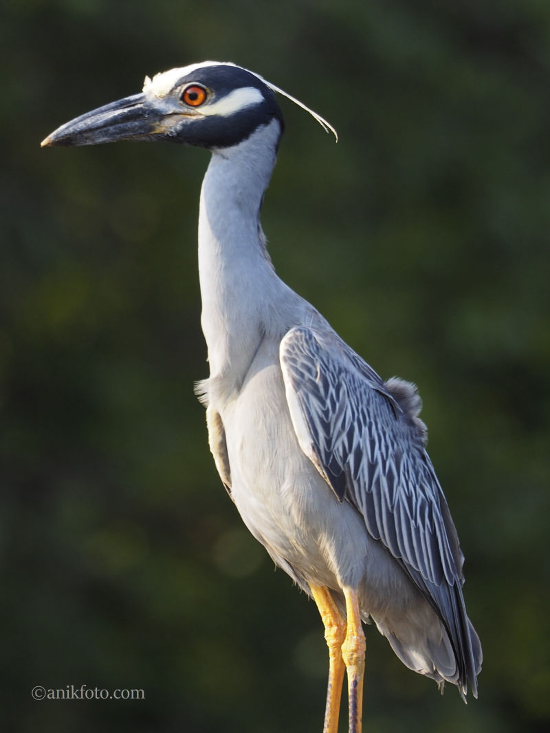 Bihoreau violacé - Colombie