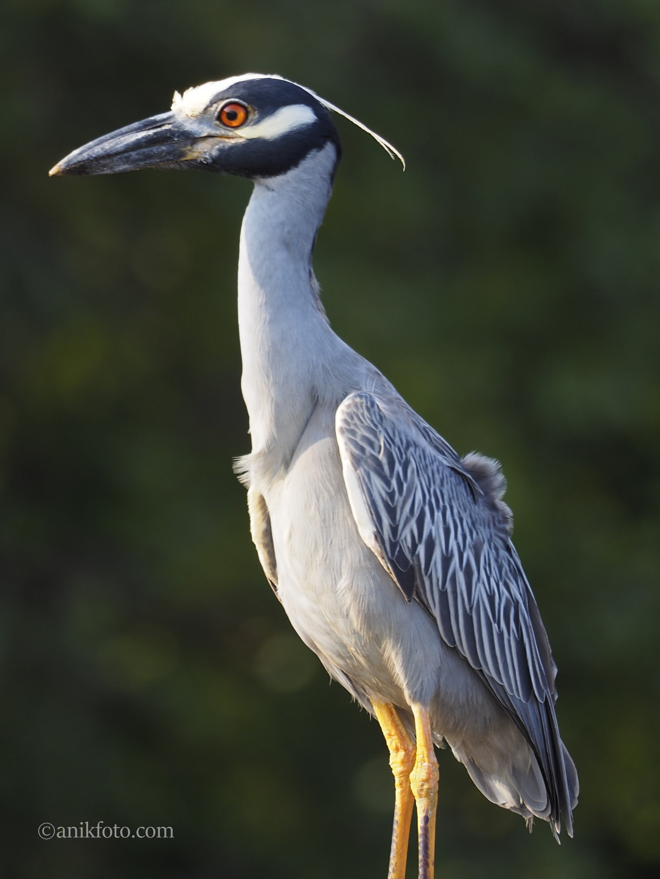 Bihoreau violacé - Colombie