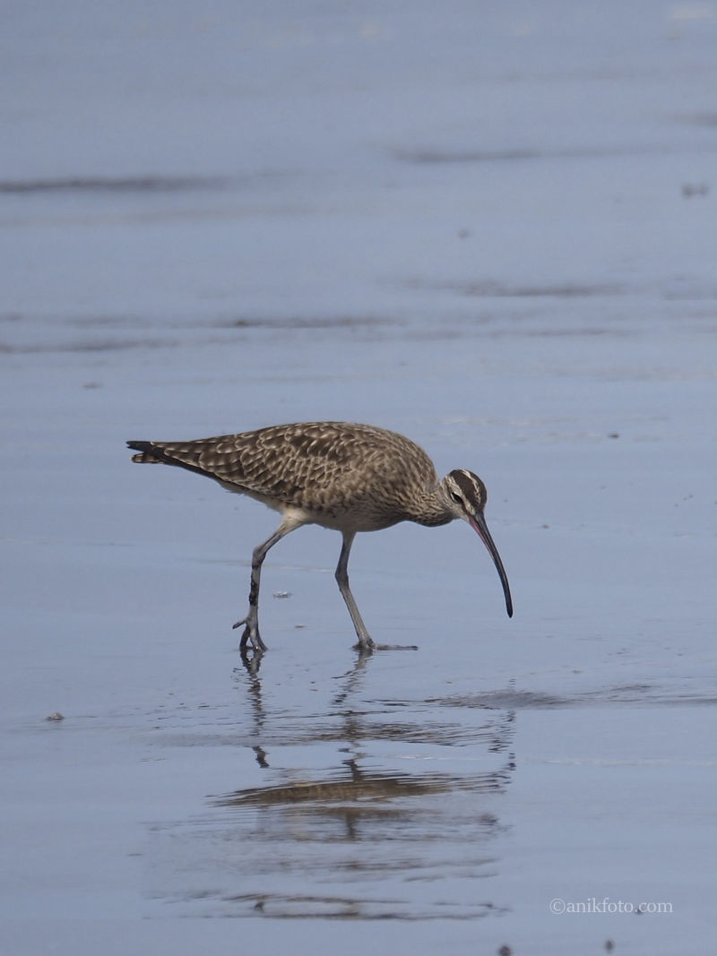 Coulis Corlieu - Colombie