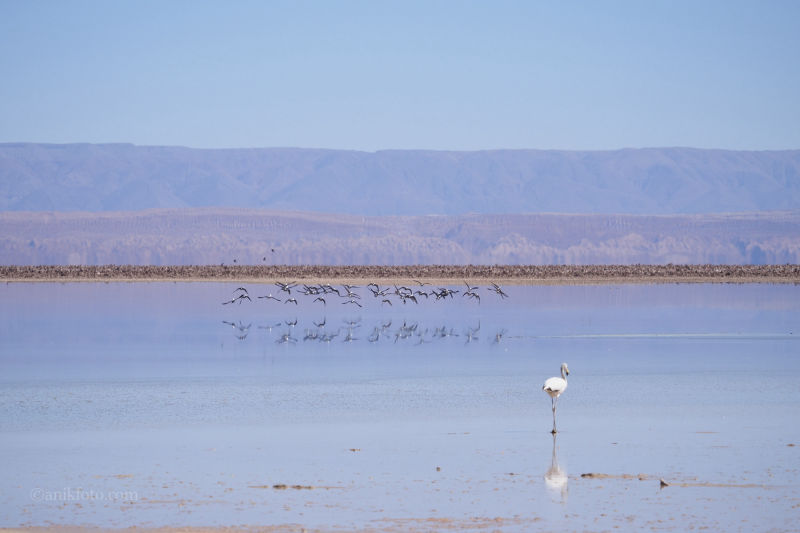 Laguna Chaxa - Atacama - Chili