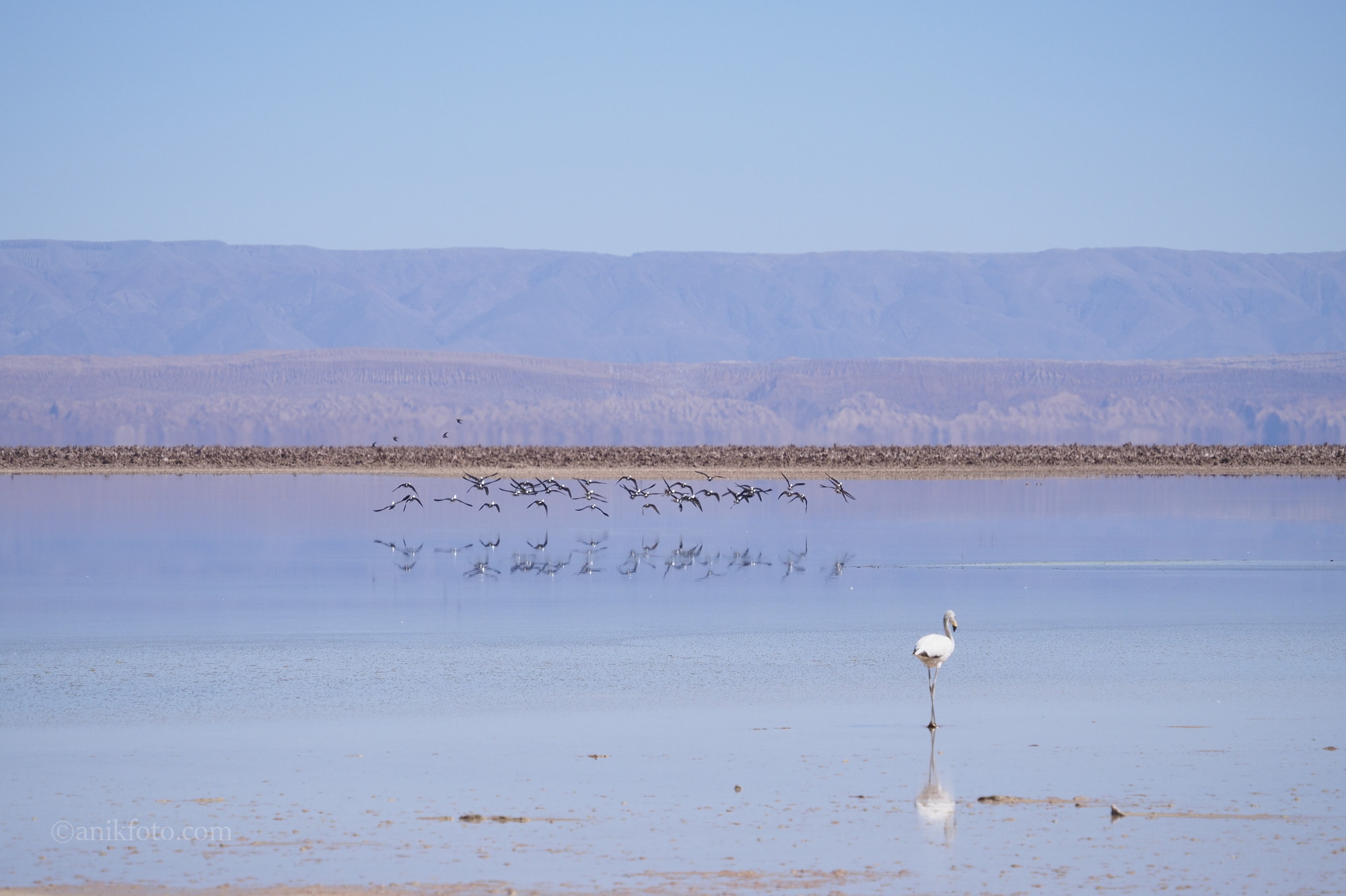 Laguna Chaxa - Atacama - Chili