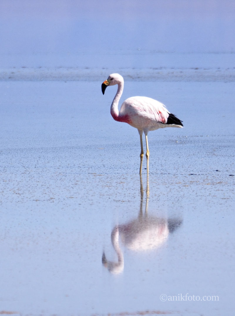 Flamand des Andes - Chili