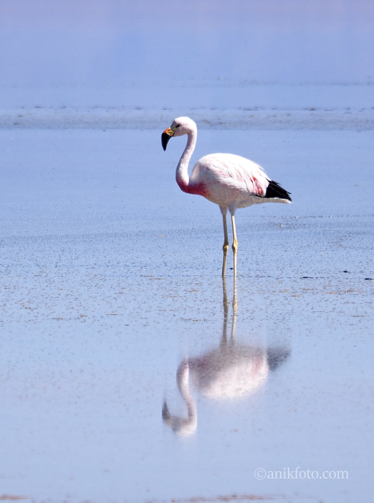 Flamand des Andes - Chili