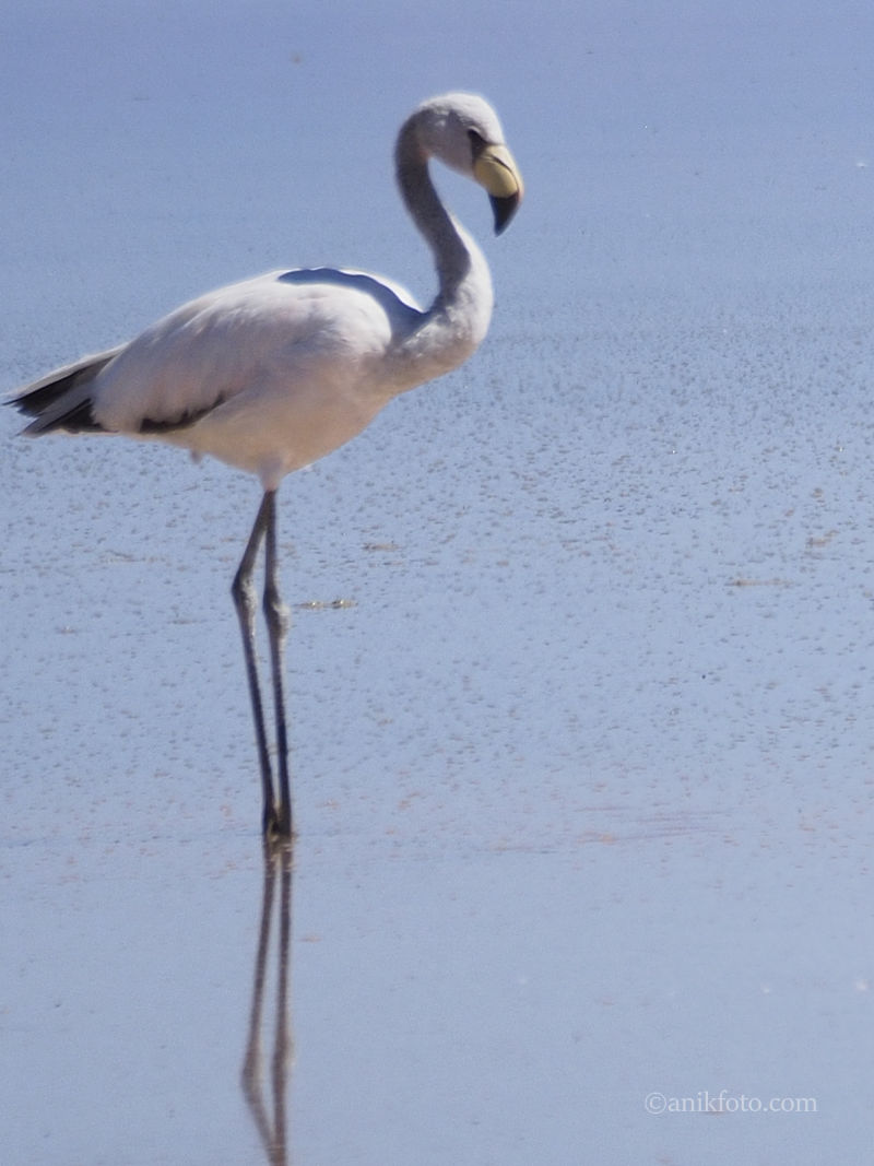 Flamand de James - Chili