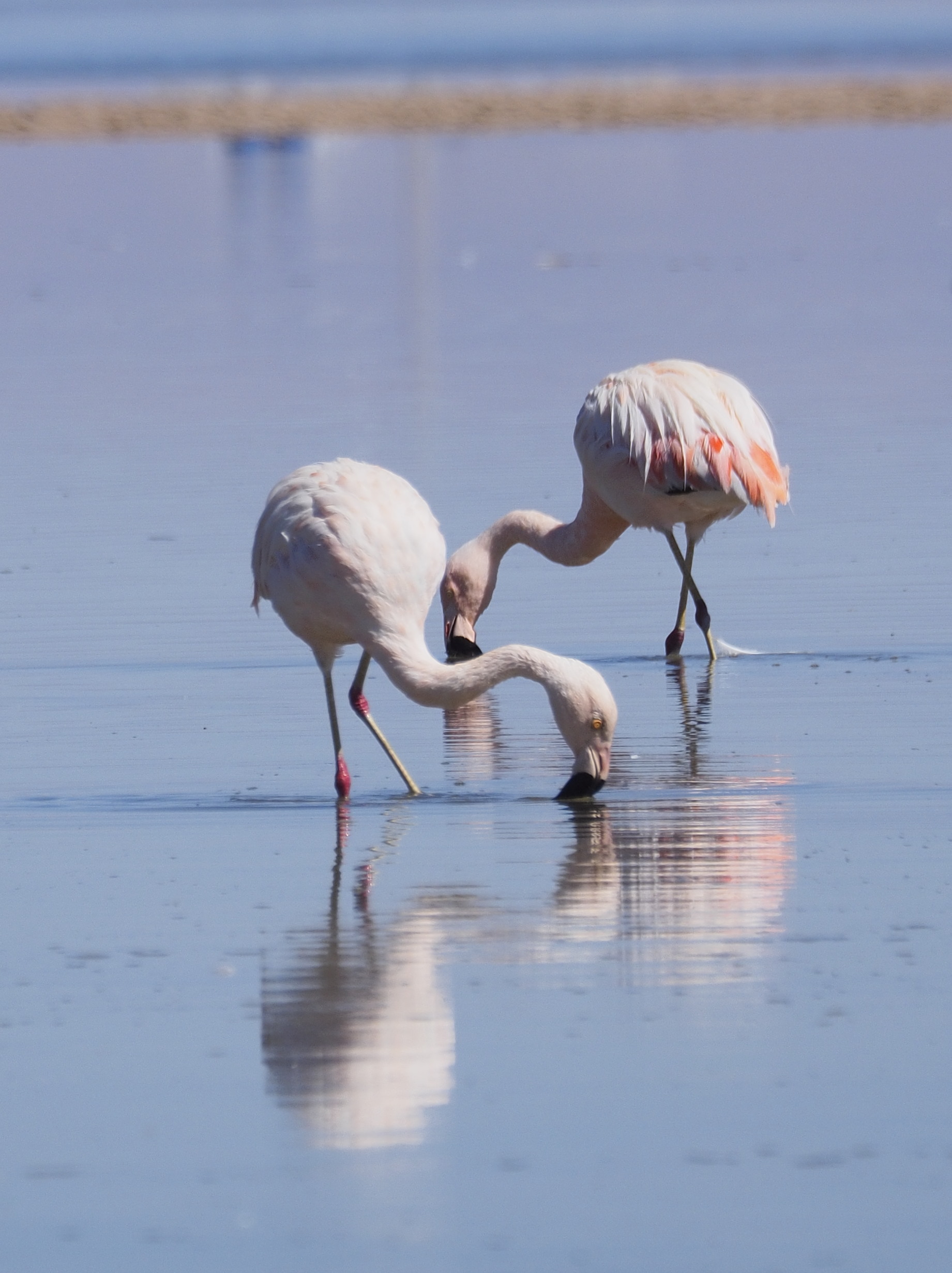 Flamants du Chili