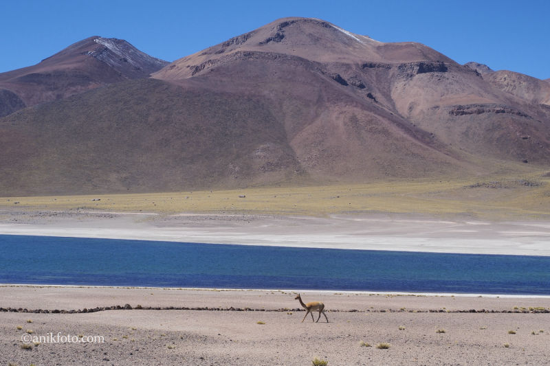 Laguna Miscanti - Atacama - Chili