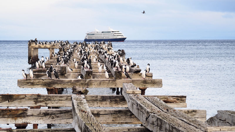 Punta Arenas - Patagonie  - Chili