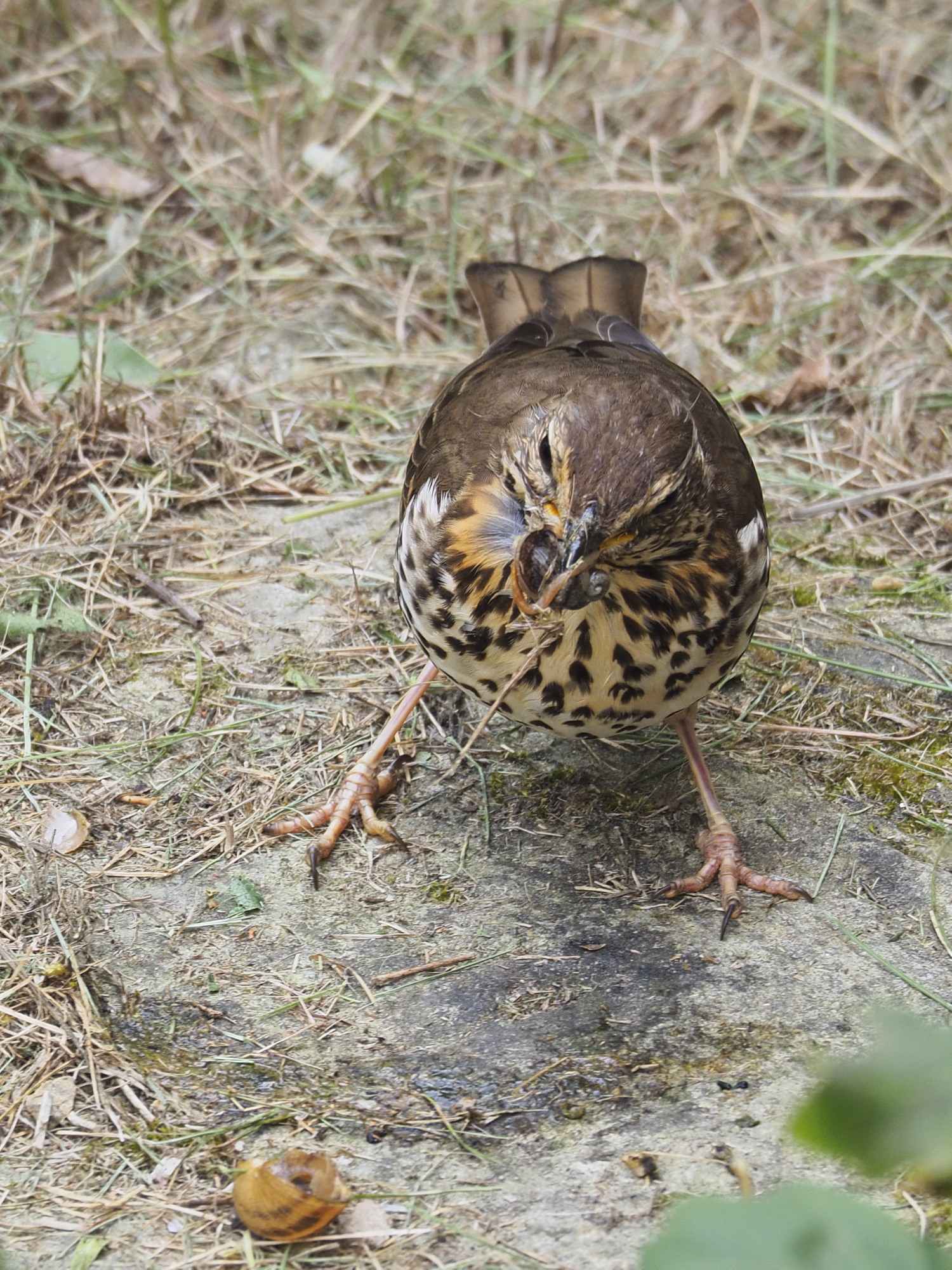 Grive brisant un escargot pour se nourrir
