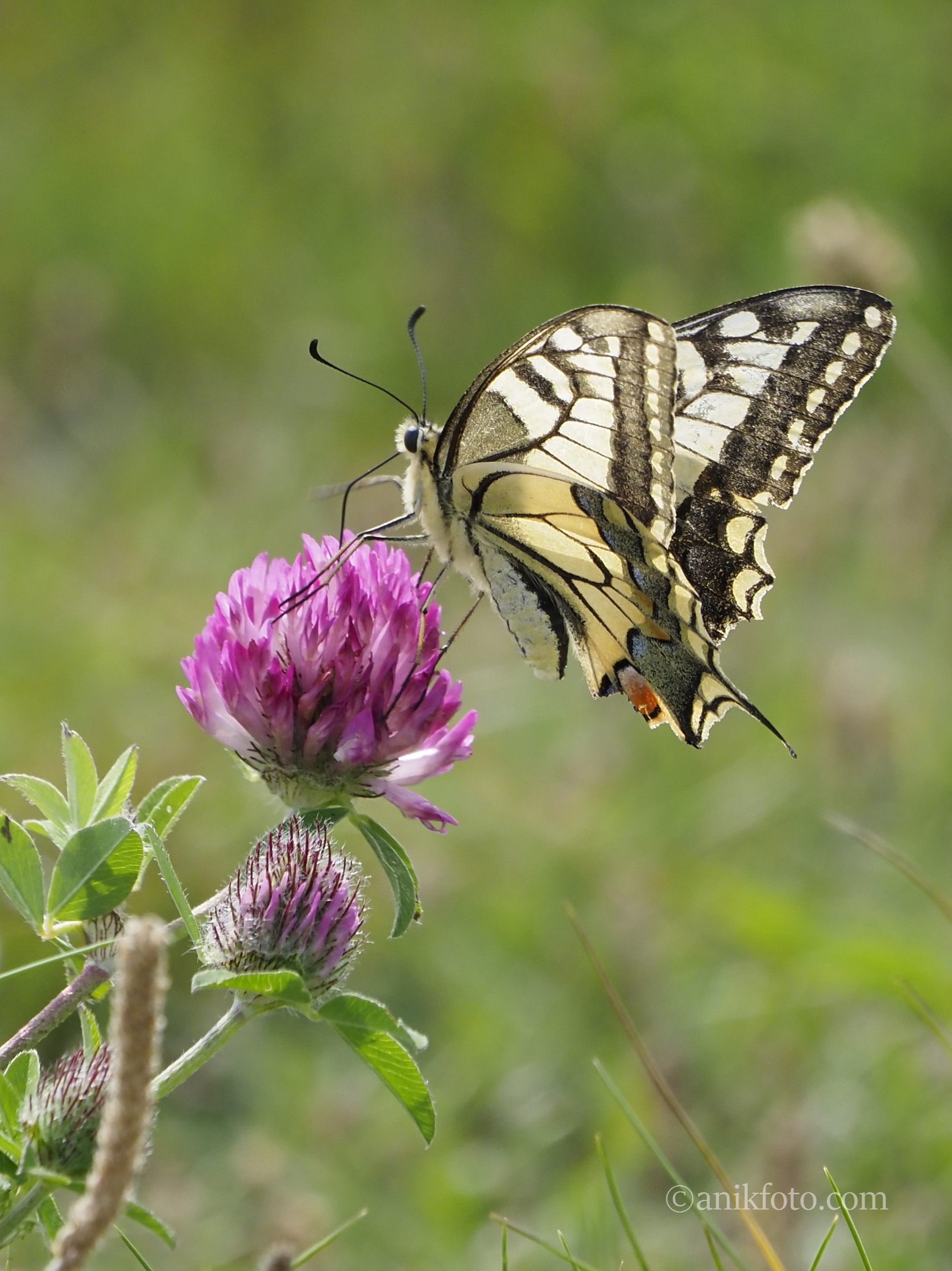 Papillon le Machaon