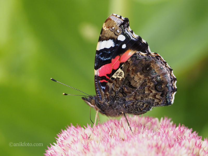 Papillon Vulcain