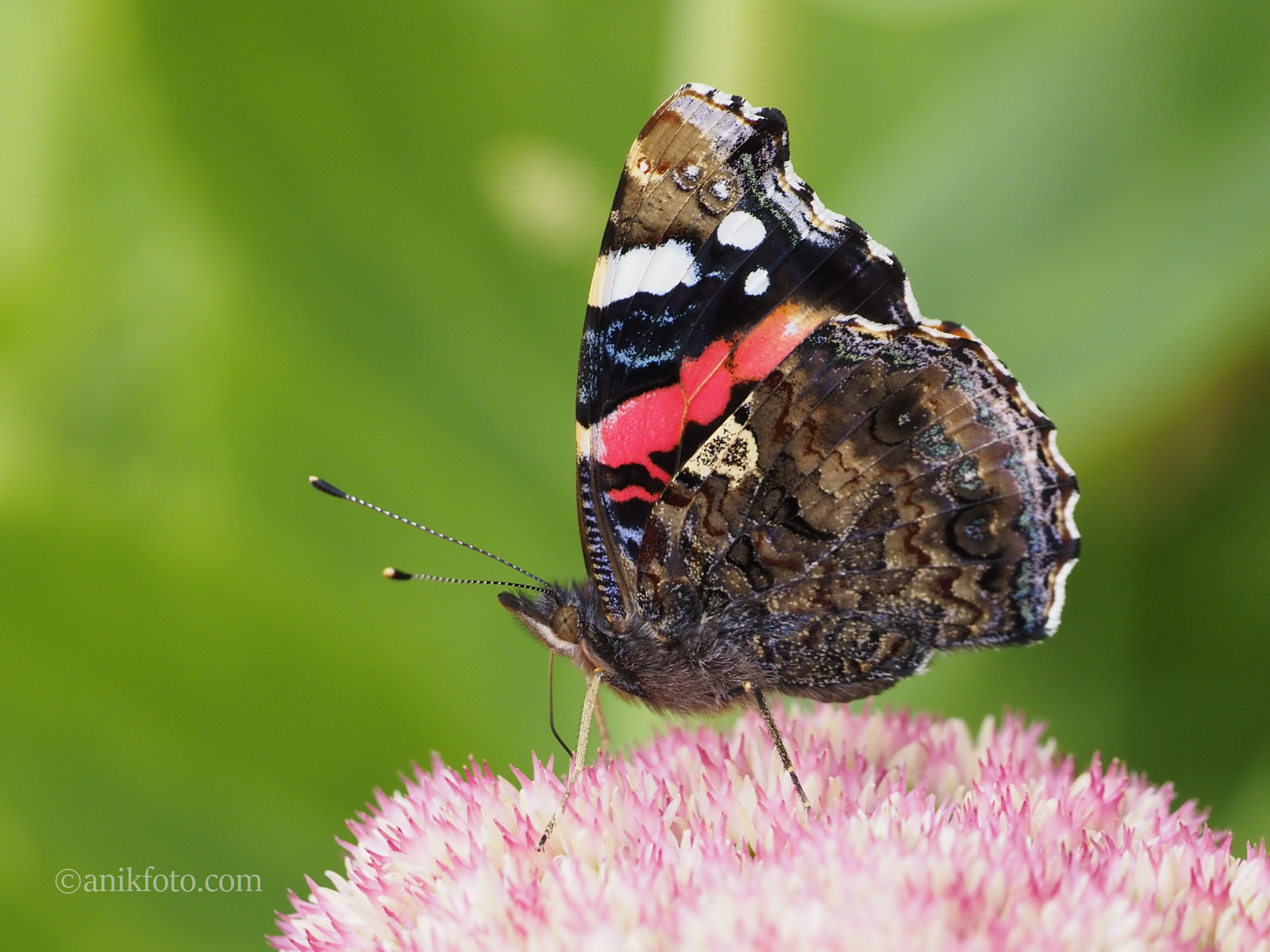 Papillon Vulcain