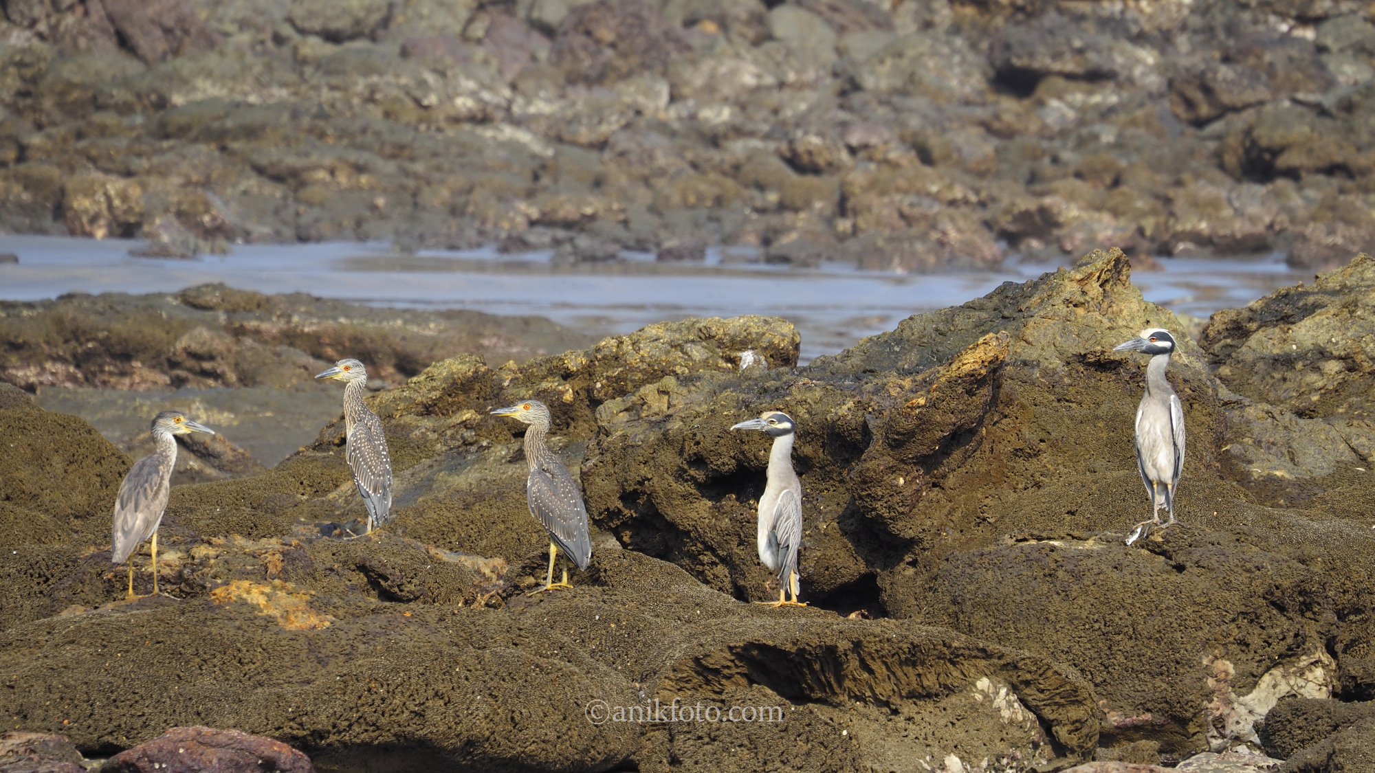 Bihoreau violacé - Choco - Colombie