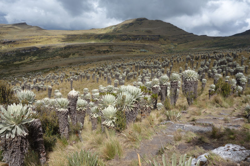 Paramo d' Oceta - Colombie