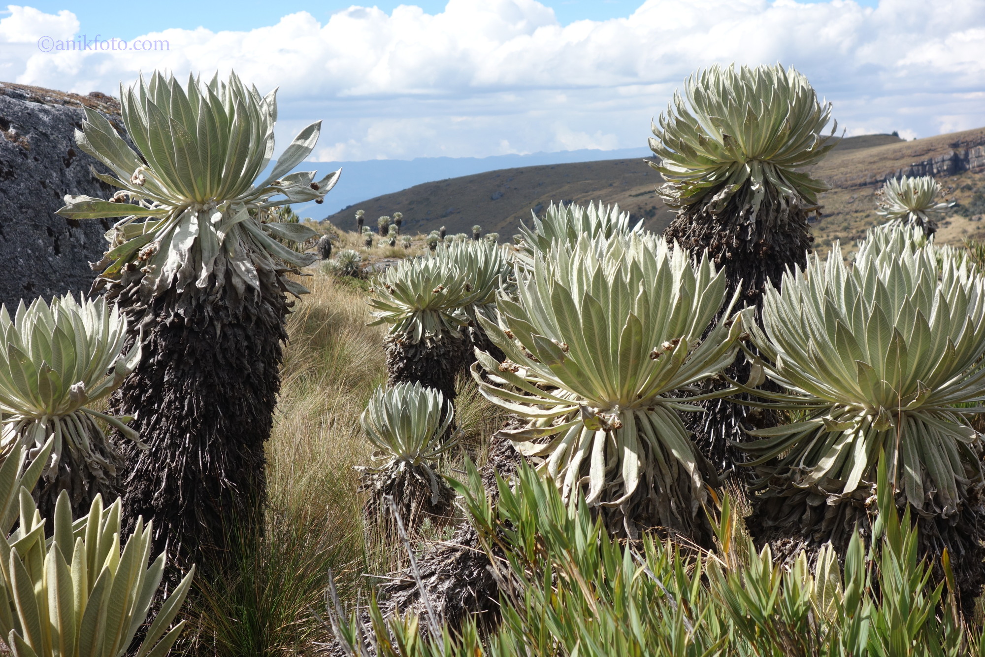 Paramo d' Oceta - Frailejones -  Colombie
