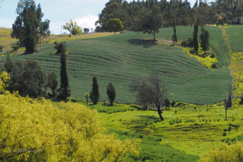 Campagne proche du Lago de Tota - Colombie