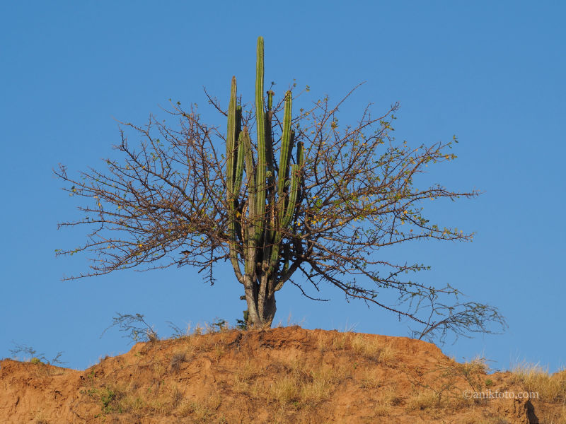 Désert rouge de la Tatacoa - Colombie