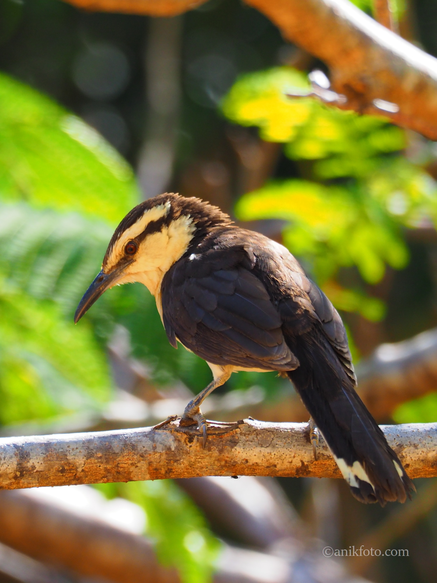 oiseau dans la région de Santander - Colombie