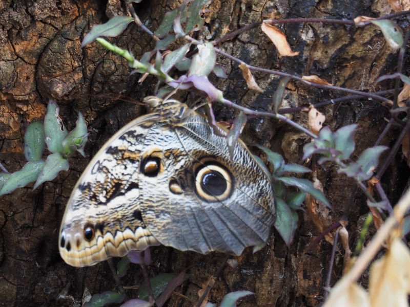 Morpho peleides - Colombie