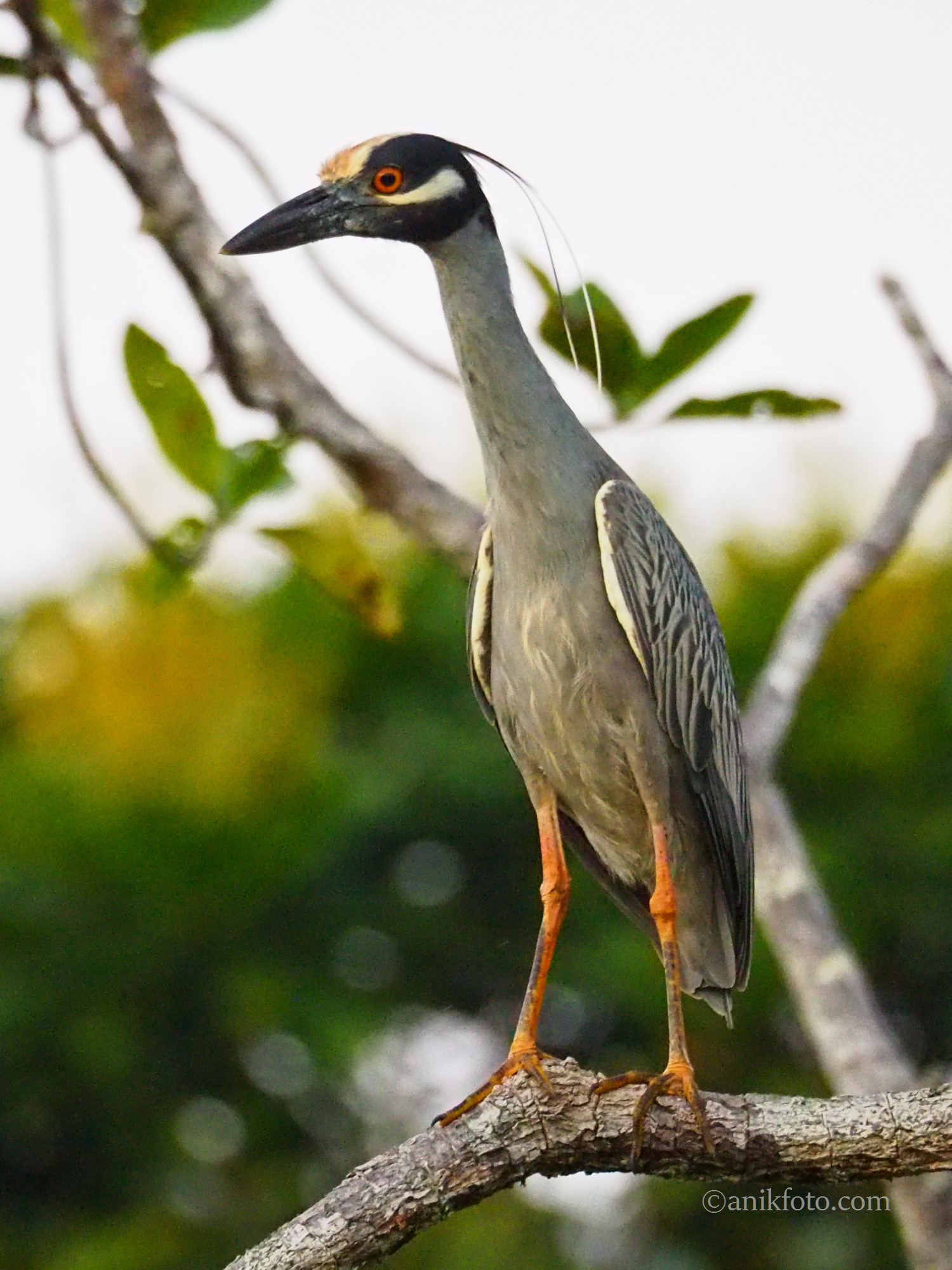 Bihoreau violacé - Colombie